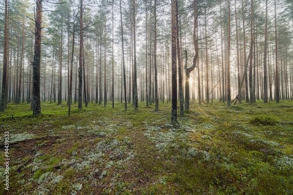 Obraz Fog in the pine forest.