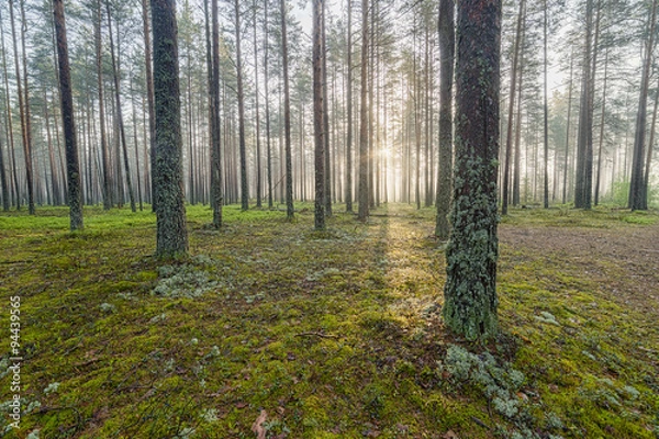 Obraz Fog in the pine forest.