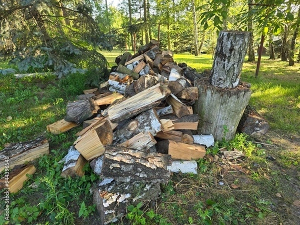 Obraz firewood in the forest