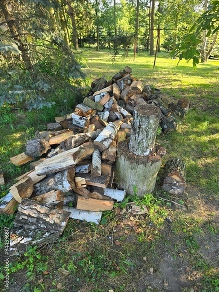 Obraz stump in the forest