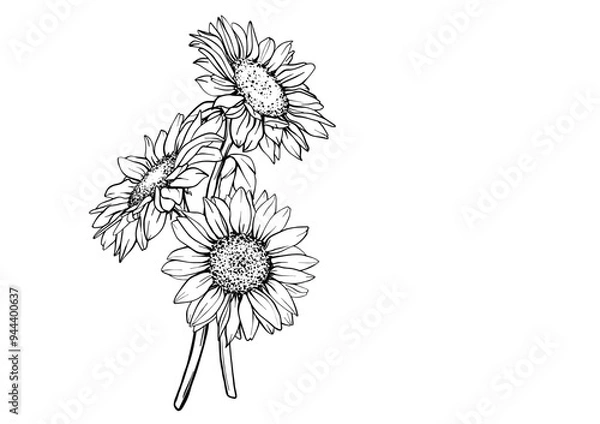 Obraz Vector Sunflower illustration. Flower arrangement drawing in line art style. Botanical sketch painted by black inks. Hand Drawn Bouquet Graphics element outline