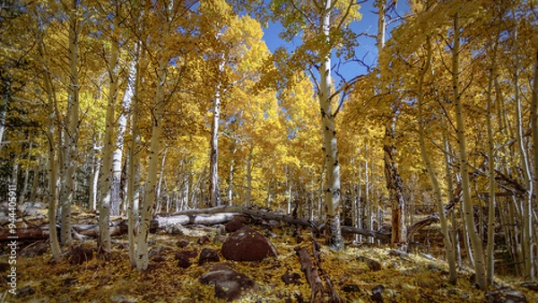 Fototapeta Quaking Aspens in Autum Colors Near Flagstaff Arizona