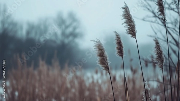 Fototapeta Gentle reeds sway in the cool mist of an early morning near a tranquil lake in late autumn
