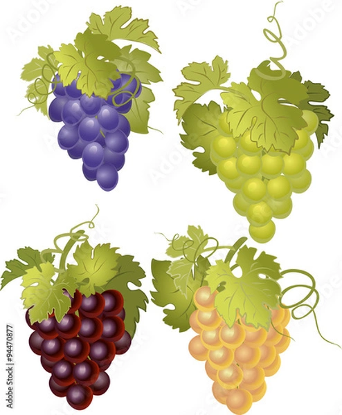 Obraz Vector set of bunches of grapes.