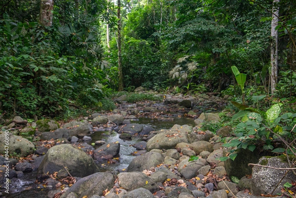 Obraz Stream in the woods
