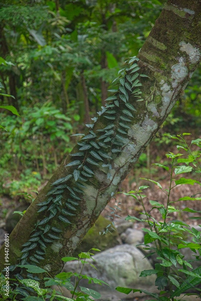 Obraz Fern in the forest