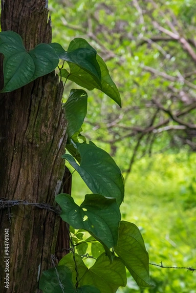 Obraz Tree with leaves growing together