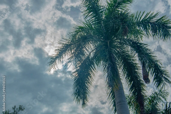 Obraz Palm tree looking towards the sky