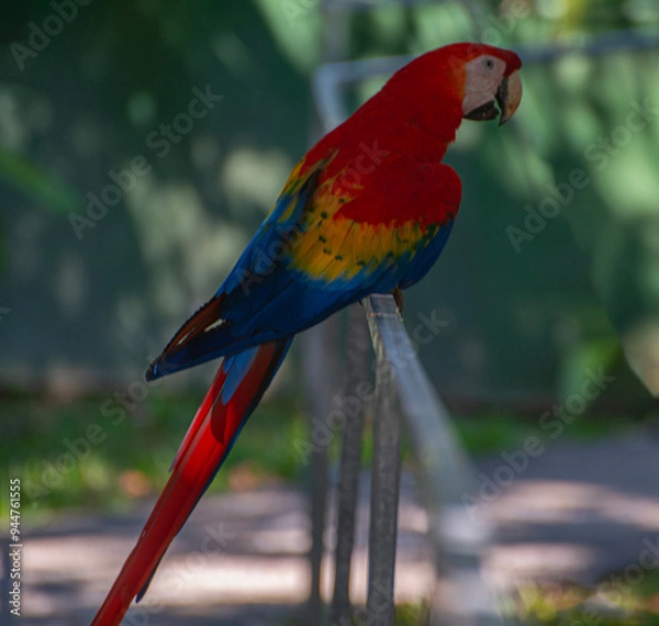 Obraz Macaw sitting on railings in Costa Rica