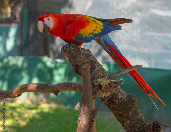 Obraz Macaw perched on a tree trunk in Costa Rica