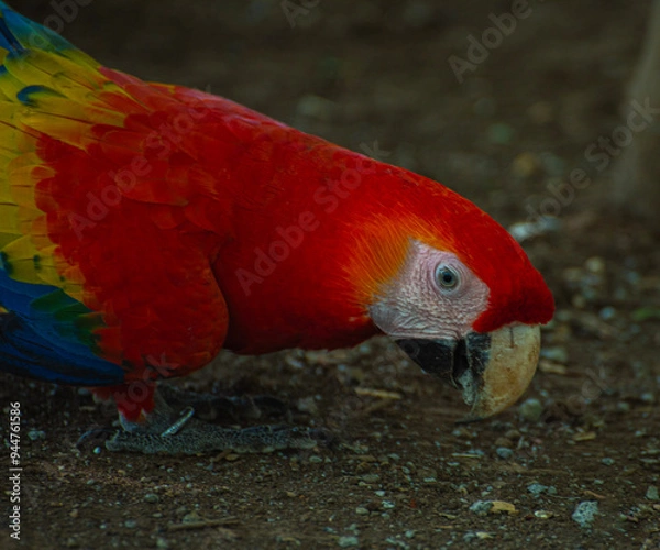 Obraz Macaw eating from the floor
