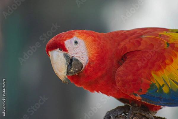 Obraz Macaw staring into the camera lens