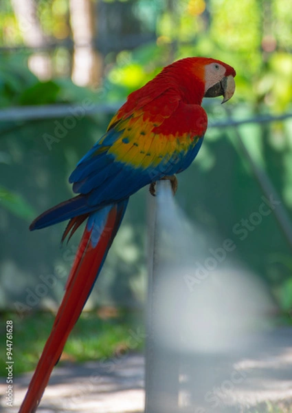 Obraz Macaw sitting on railings in Costa Rica