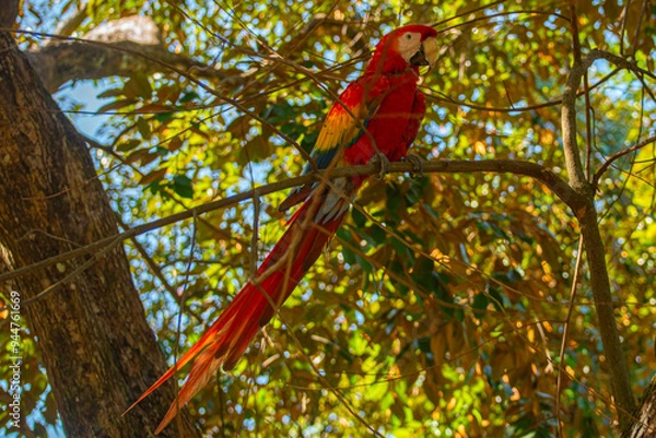 Obraz Macaw in the middle of the forest
