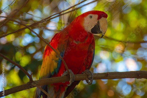Obraz Red and yellow macaw