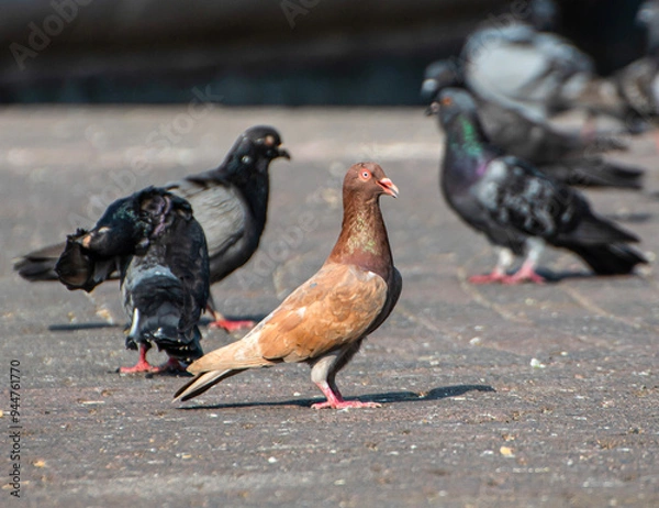 Obraz Pigeons on the street