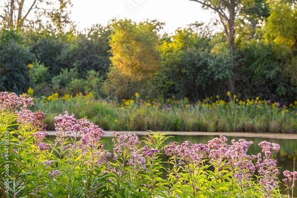 Fototapeta Joe Pye Weed blooming along a small pond in the autumn with trees with golden leaves in the background. 
