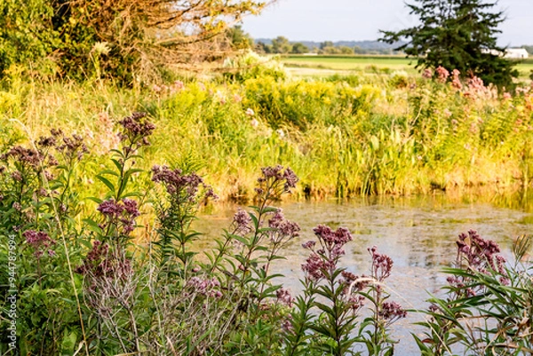 Fototapeta Blooming Joe Pye Weed on a pond in the shade with sedges, rushes, and goldenrod and the countryside in the background. 