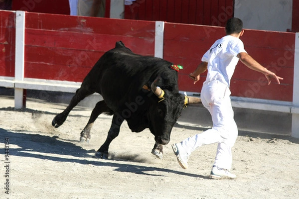 Obraz Rasa Camarguan