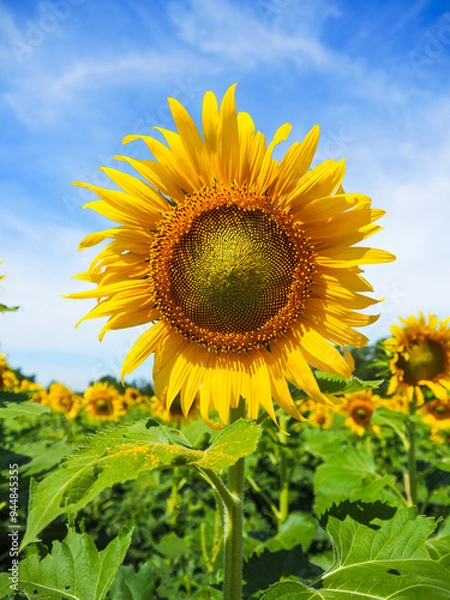 Obraz Close-up of Sunflower with the blue sky and nature background.