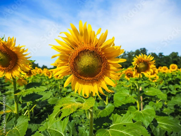 Obraz Close-up of Sunflower with the blue sky and nature background.