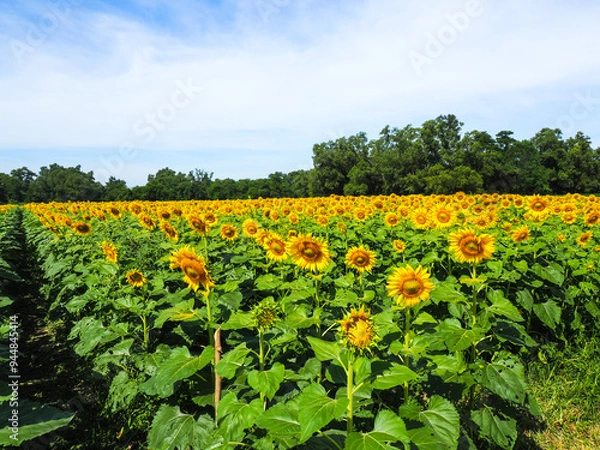 Obraz Close-up of Sunflower with the blue sky and nature background.