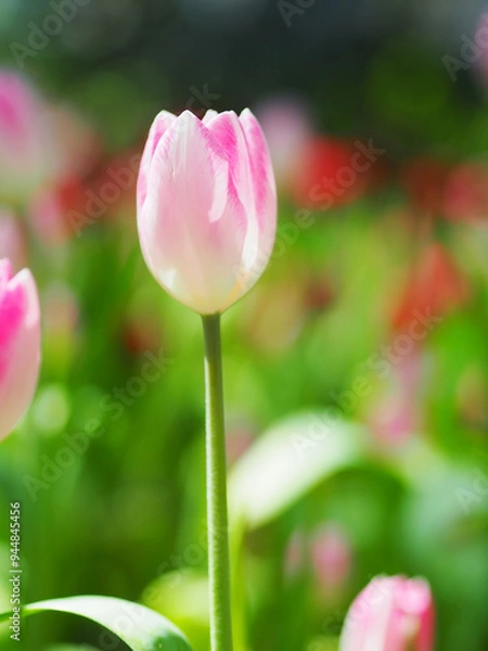 Obraz Close-up of Tulip flower with the nature background.