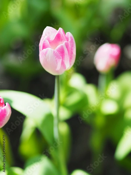 Obraz Close-up of Tulip flower with the nature background.
