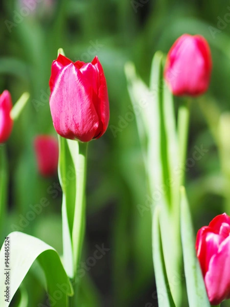 Obraz Close-up of Tulip flower with the nature background.