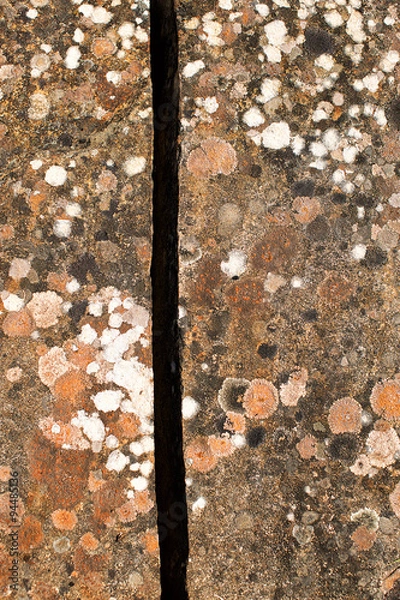 Obraz Multicoloured Lichen on rock