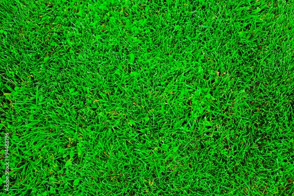 Obraz Green greass texture
