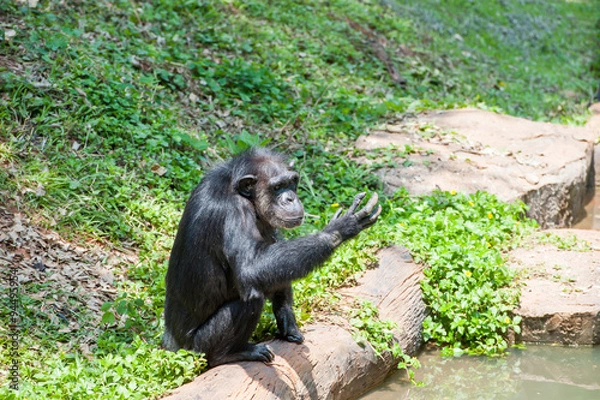Obraz Chimpanzee