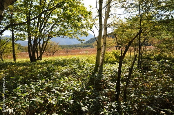 Fototapeta 小田代ヶ原の草紅葉　戦場ヶ原

