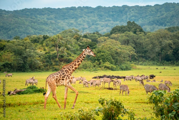 Obraz Giraffe Walking, Zebras in Background