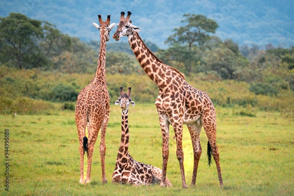 Obraz Giraffe Family of Three, Arusha National Park, Tanzania