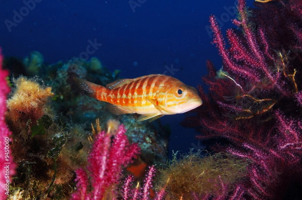 Obraz SERRAN CHEVRETTE 1