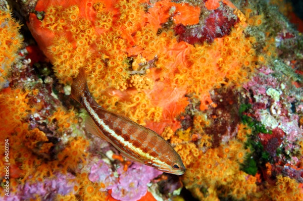 Obraz SERRAN CHEVRETTE 2