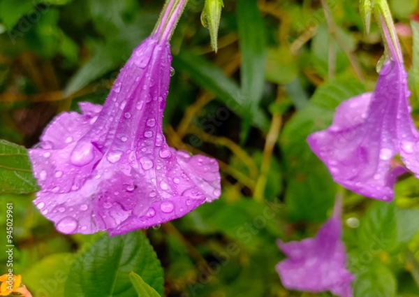 Fototapeta The Purple Ruellia Simplex Flowers Bloom Fresh And Are Soaked In Raindrops