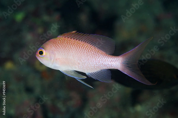 Obraz ANTHIAS