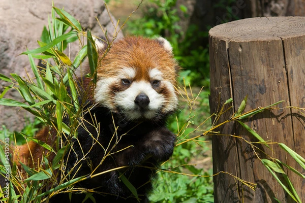 Fototapeta Red panda