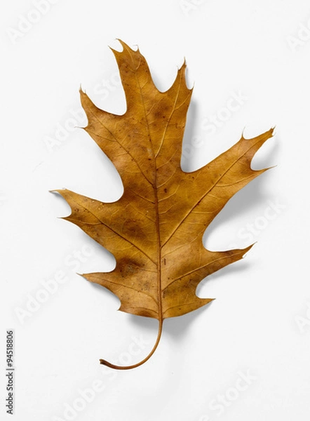 Obraz Oak Leaf on White Background