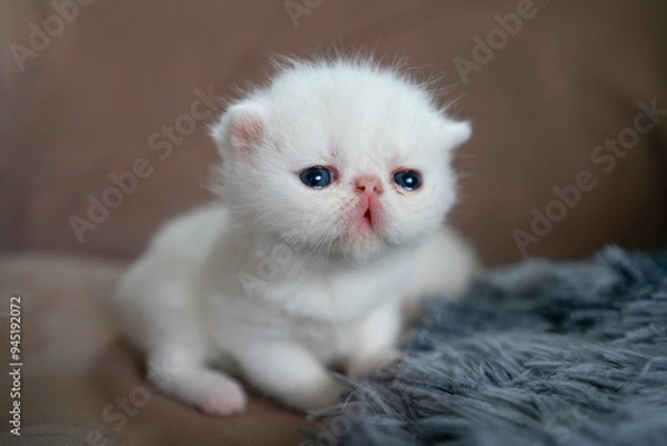 Obraz White Exotic Shorthair cat.  Pet concept