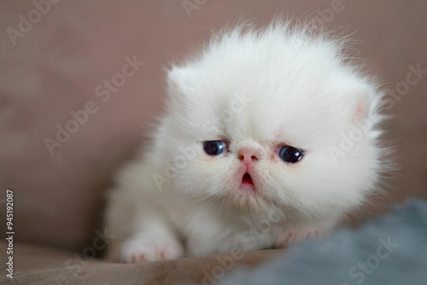 Obraz White Exotic Shorthair cat.  Pet concept