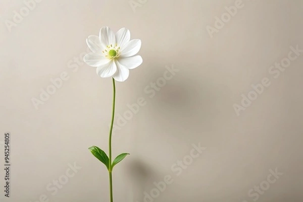 Fototapeta Delicate, solitary white flower bloom with slender stem and leaves, isolated on a clean, neutral background, ideal for minimalist design and iconography applications.
