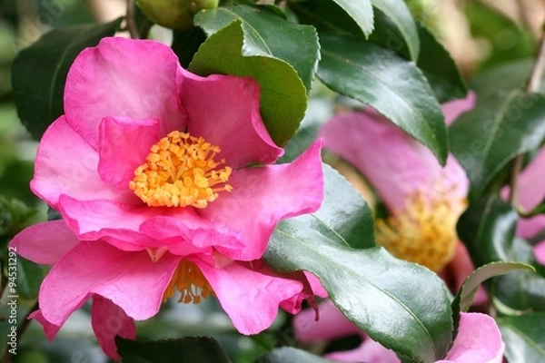 Obraz Camellia sasanqua - Camelia