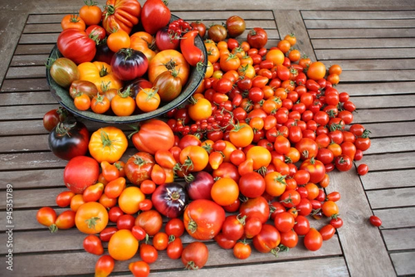 Obraz Ernte von Tomaten im eigenen Garten, vielfältige Sorten