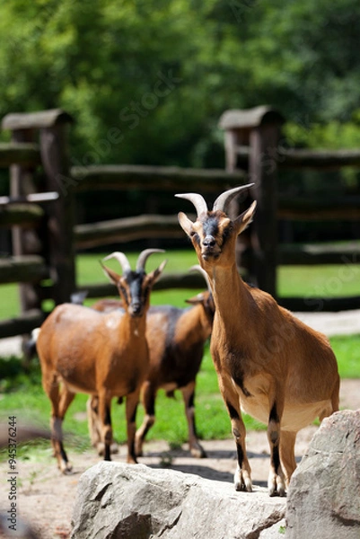 Obraz Goat on the farm