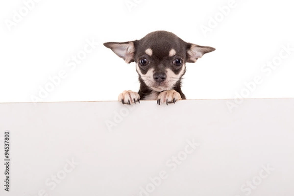 Obraz Chihuahua puppy