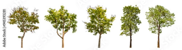 Fototapeta Collection of green trees isolated on transparent background. for easy selection of designs..