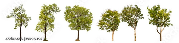 Fototapeta Collection of green trees isolated on transparent background. for easy selection of designs.